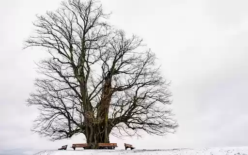 Giant tree in the snow  from Chrome web store to be run with OffiDocs Chromium online