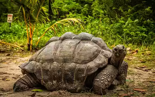 Giant turtle  from Chrome web store to be run with OffiDocs Chromium online