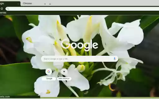 Ginger Lily  from Chrome web store to be run with OffiDocs Chromium online