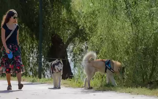 Girls and dogs  from Chrome web store to be run with OffiDocs Chromium online Girls and dogs  from Chrome web store to be run with OffiDocs Chromium online