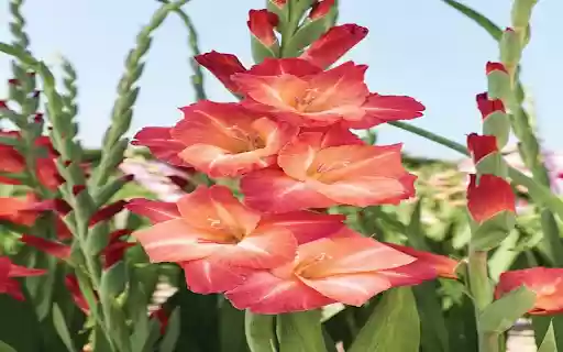 gladiolus wallpaper  from Chrome web store to be run with OffiDocs Chromium online