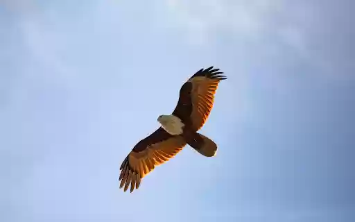 Glide of the Eagle  from Chrome web store to be run with OffiDocs Chromium online