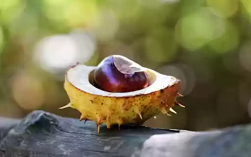 glossy seed spiny shell  from Chrome web store to be run with OffiDocs Chromium online