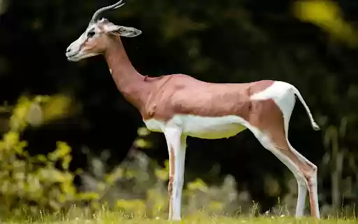 Goat  from Chrome web store to be run with OffiDocs Chromium online