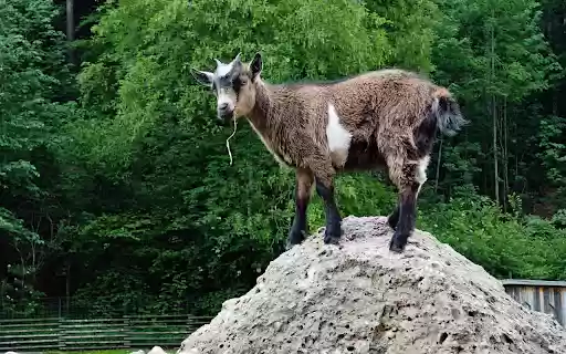 Goat on the rocky mountain  from Chrome web store to be run with OffiDocs Chromium online