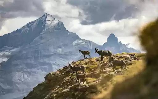 Goats climbing rocks  from Chrome web store to be run with OffiDocs Chromium online