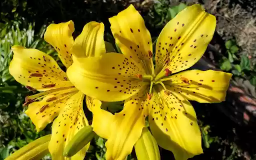 Golden cup and ants  from Chrome web store to be run with OffiDocs Chromium online