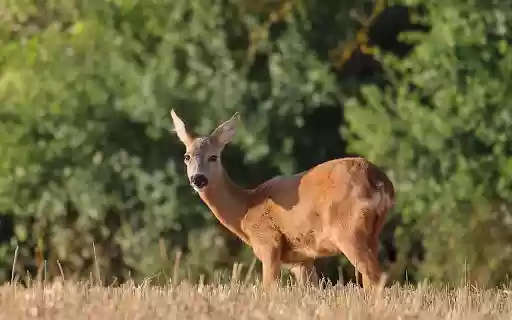 Golden deer on dry grass field  from Chrome web store to be run with OffiDocs Chromium online