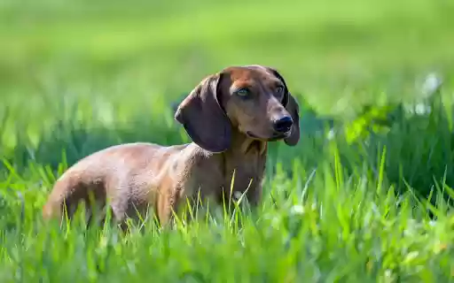 Golden Dwarf Dog  from Chrome web store to be run with OffiDocs Chromium online