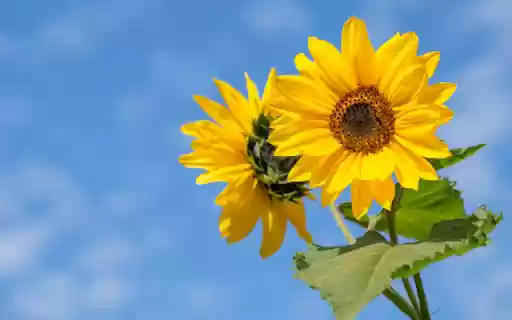 Golden Faces, Skys Azure Canvas  from Chrome web store to be run with OffiDocs Chromium online