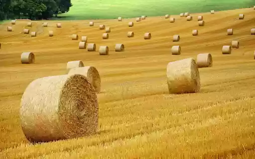 Golden Field of Harvest Rolls  from Chrome web store to be run with OffiDocs Chromium online