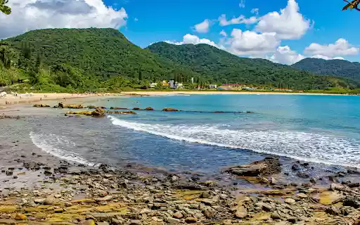 Golden forest and silver sea from Chrome web store to be run with OffiDocs Chromium online Golden forest and silver sea from Chrome web store to be run with OffiDocs Chromium online