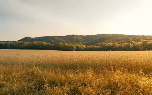 Golden Harvest Calm  from Chrome web store to be run with OffiDocs Chromium online