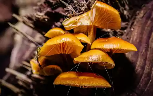 Golden mushrooms  from Chrome web store to be run with OffiDocs Chromium online