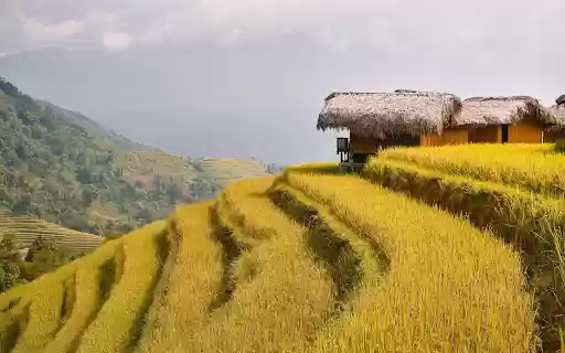 Golden Rice Terraces  from Chrome web store to be run with OffiDocs Chromium online