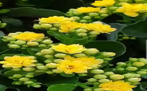 Golden Sedum Flower Wallpaper from Chrome web store to be run with OffiDocs Chromium online Golden Sedum Flower Wallpaper from Chrome web store to be run with OffiDocs Chromium online