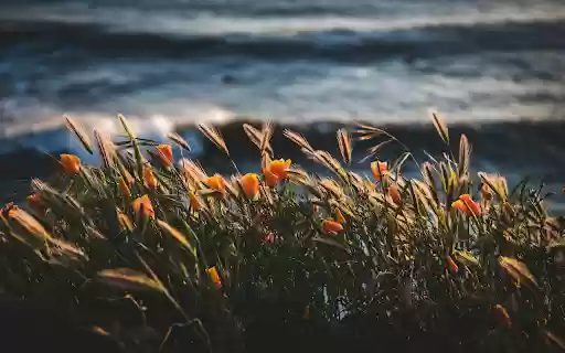 Golden Sunset Blooms from Chrome web store to be run with OffiDocs Chromium online Golden Sunset Blooms from Chrome web store to be run with OffiDocs Chromium online
