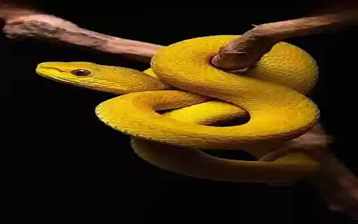 golden tree snake wallpaper  from Chrome web store to be run with OffiDocs Chromium online