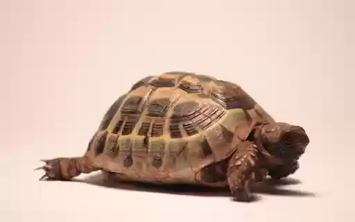 Golden Turtle  from Chrome web store to be run with OffiDocs Chromium online