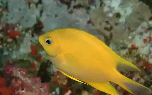 Goldfish Under the Sea  from Chrome web store to be run with OffiDocs Chromium online