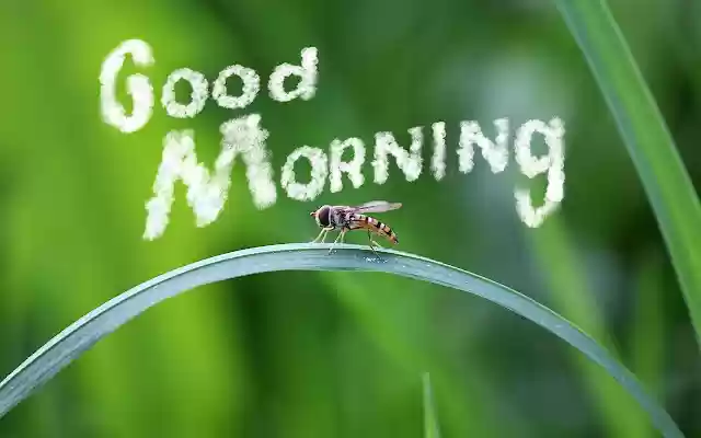 Good Morning  from Chrome web store to be run with OffiDocs Chromium online