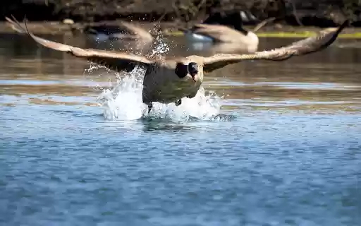 Goose Flying Over the Lake  from Chrome web store to be run with OffiDocs Chromium online