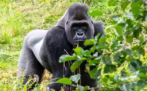Gorilla  from Chrome web store to be run with OffiDocs Chromium online
