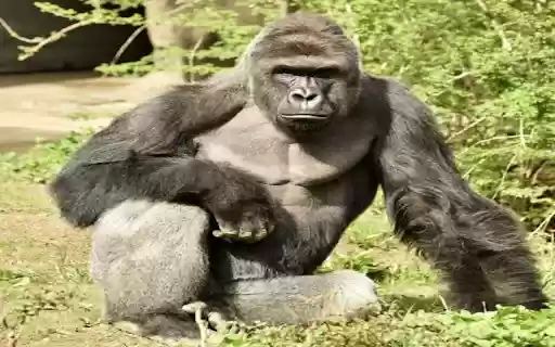 Gorilla Wallpaper  from Chrome web store to be run with OffiDocs Chromium online