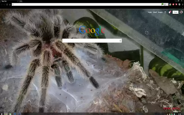 Grammostola north Tarantula  from Chrome web store to be run with OffiDocs Chromium online
