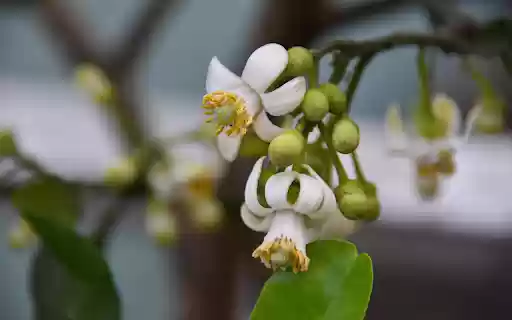 Grapefruit flowers bloom from Chrome web store to be run with OffiDocs Chromium online Grapefruit flowers bloom from Chrome web store to be run with OffiDocs Chromium online