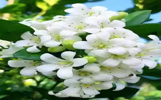 Grapefruit flower wallpaper  from Chrome web store to be run with OffiDocs Chromium online