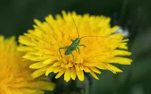 Grasshopper and Daisy  from Chrome web store to be run with OffiDocs Chromium online