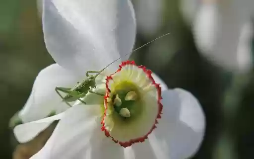 Grasshopper next to white flowers  from Chrome web store to be run with OffiDocs Chromium online