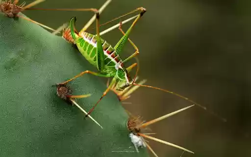 Grasshoppers and prickly cacti  from Chrome web store to be run with OffiDocs Chromium online
