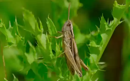 Grasshoppers eat leaves  from Chrome web store to be run with OffiDocs Chromium online
