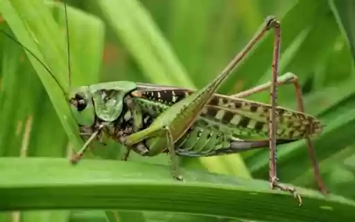 grasshopper wallpaper  from Chrome web store to be run with OffiDocs Chromium online