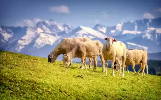 grassy hills and sheep  from Chrome web store to be run with OffiDocs Chromium online