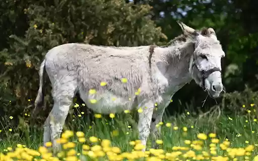 Gray and White Donkey  from Chrome web store to be run with OffiDocs Chromium online
