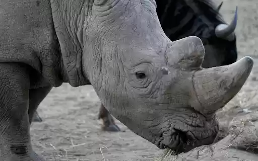Gray and white rhinoceros  from Chrome web store to be run with OffiDocs Chromium online