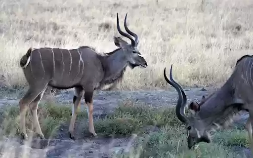 Gray antelope  from Chrome web store to be run with OffiDocs Chromium online