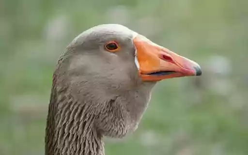 GRAY GOOSE THEME  from Chrome web store to be run with OffiDocs Chromium online