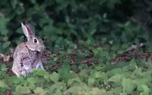 Gray hare  from Chrome web store to be run with OffiDocs Chromium online