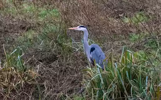Gray heron in the grass from Chrome web store to be run with OffiDocs Chromium online Gray heron in the grass from Chrome web store to be run with OffiDocs Chromium online
