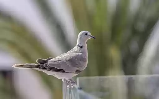 Gray pigeon from Chrome web store to be run with OffiDocs Chromium online Gray pigeon from Chrome web store to be run with OffiDocs Chromium online