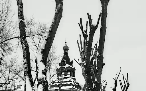 Grayscale Photo of Leafless Trees on a Snow Covered Street  from Chrome web store to be run with OffiDocs Chromium online