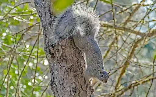Gray Squirrel from Chrome web store to be run with OffiDocs Chromium online Gray Squirrel from Chrome web store to be run with OffiDocs Chromium online