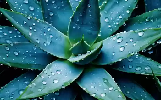 Green aloe vera plant from Chrome web store to be run with OffiDocs Chromium online Green aloe vera plant from Chrome web store to be run with OffiDocs Chromium online