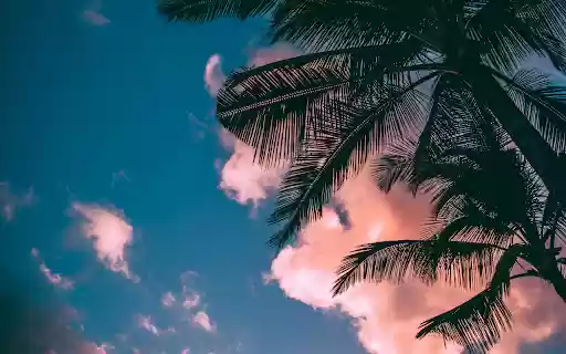 Green and brown Coconut Trees Under Clear Blue Sky  from Chrome web store to be run with OffiDocs Chromium online
