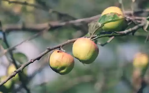 Green apples from Chrome web store to be run with OffiDocs Chromium online Green apples from Chrome web store to be run with OffiDocs Chromium online