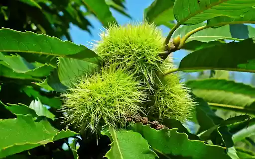 Green chestnut tree  from Chrome web store to be run with OffiDocs Chromium online